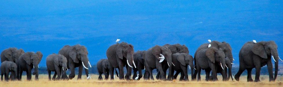 Herd of elephants