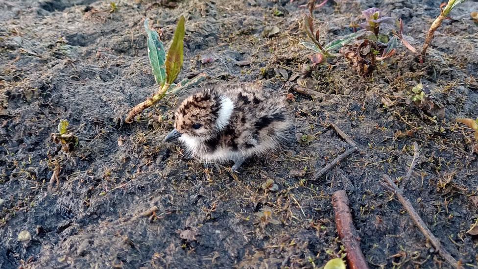 Lapwing chick at Kingfishers Bridge Nature Reserve