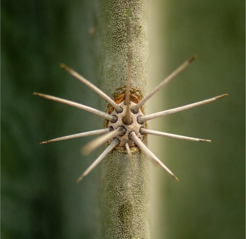 A close-up of cactus spikes