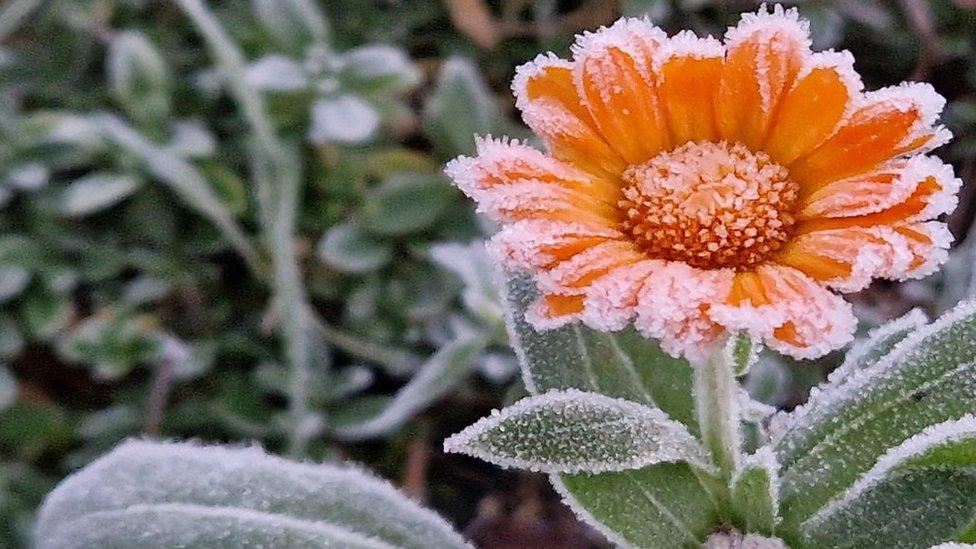 Orange flower coated in frost