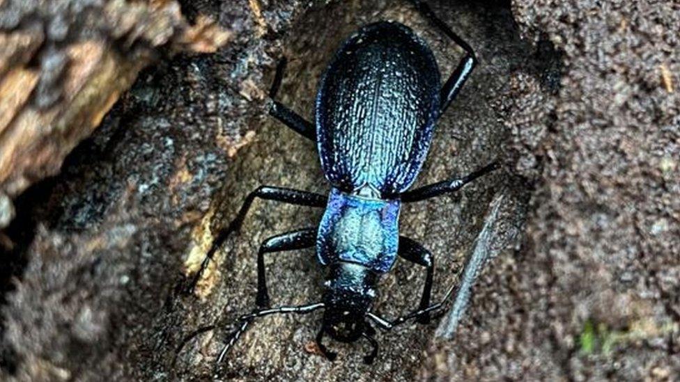 A blue ground beetle