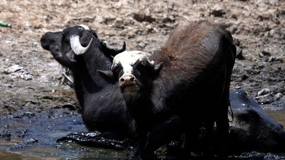 Buffalo in a riverbed