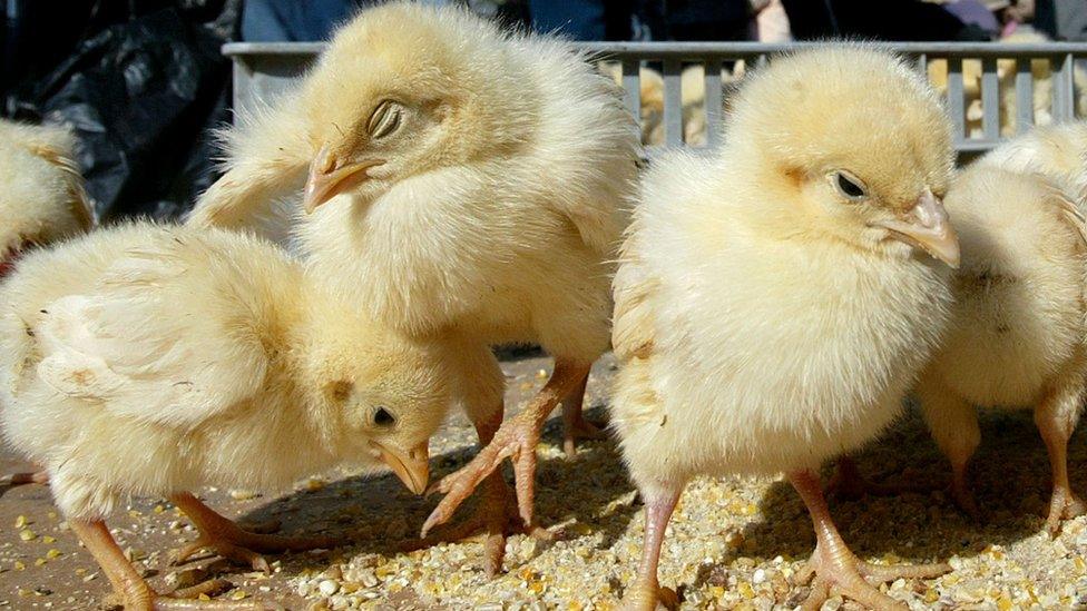 A group of chicks