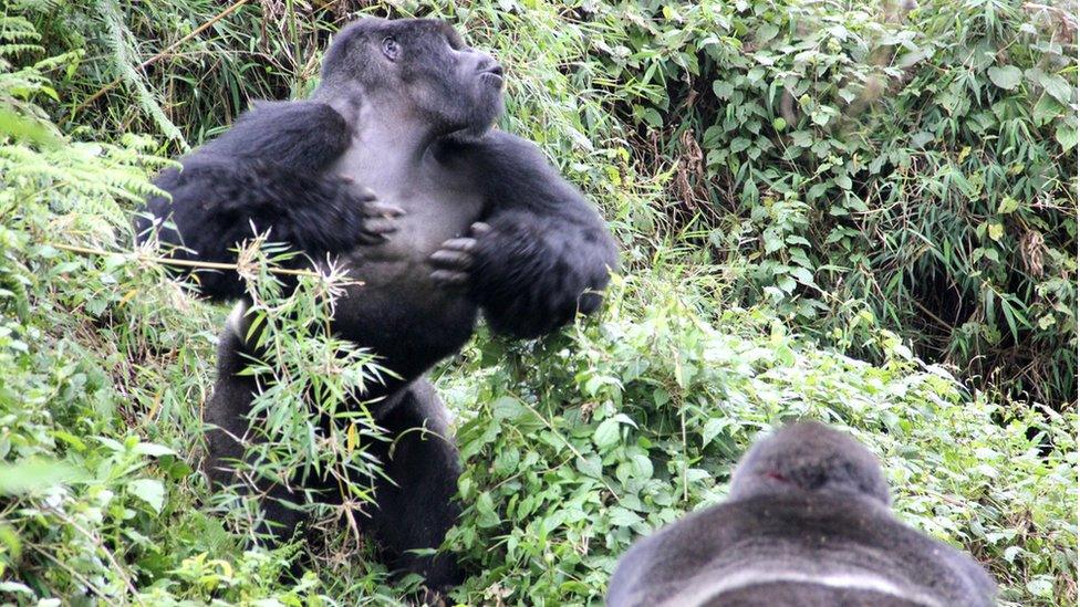 Male mountain gorilla (Gorilla beringei beringei)