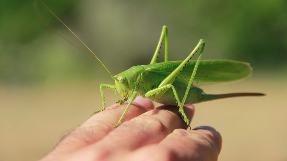 grasshopper