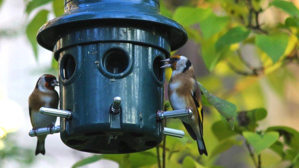 Goldfinch