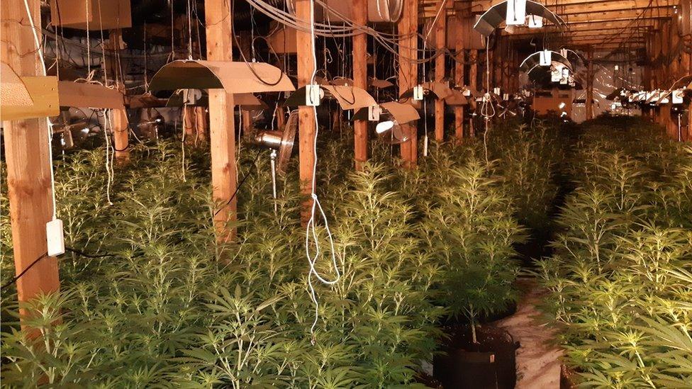 cannabis factory