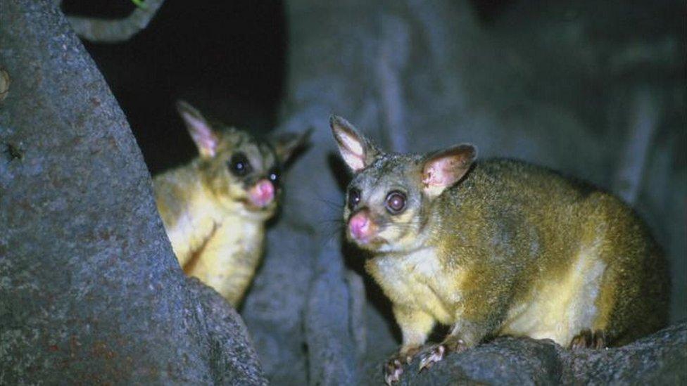 A pair of possum in a tree