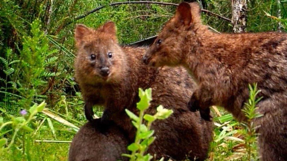 quokka