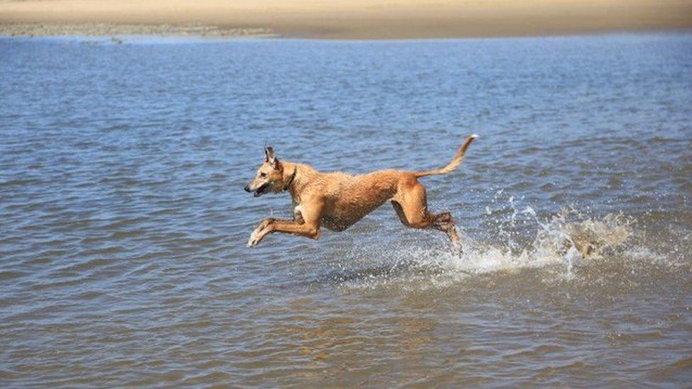 Lurcher in the sea