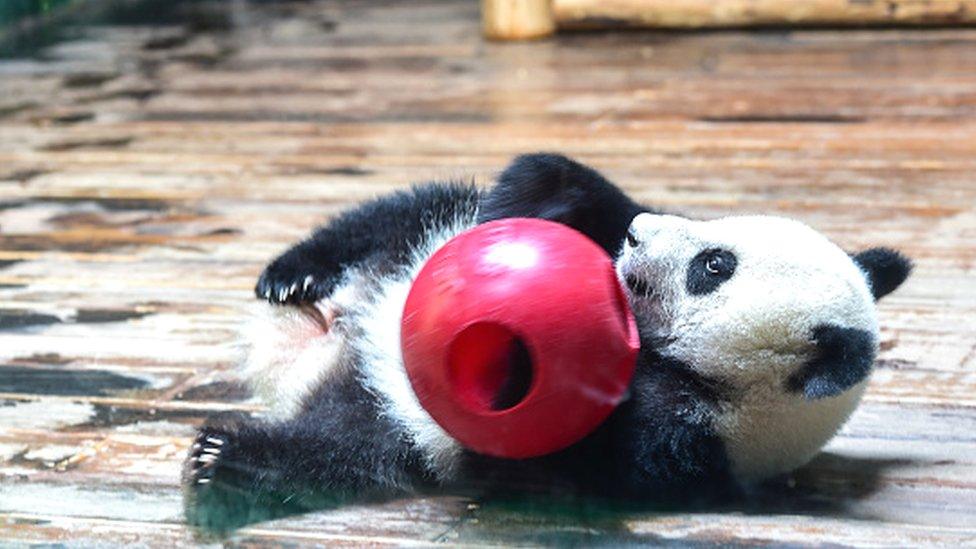 Panda triplets at a zoo in south China's Guangdong province