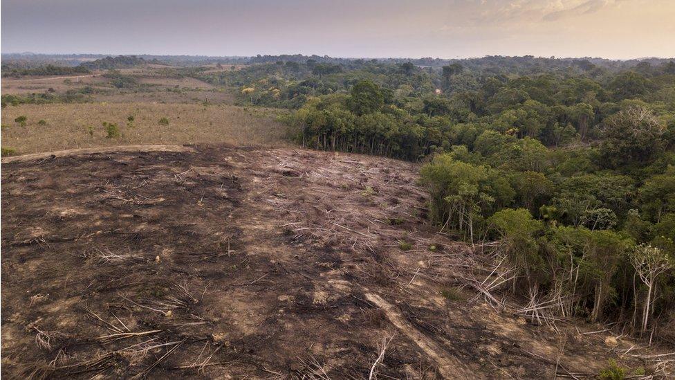 deforestation in the Amazon