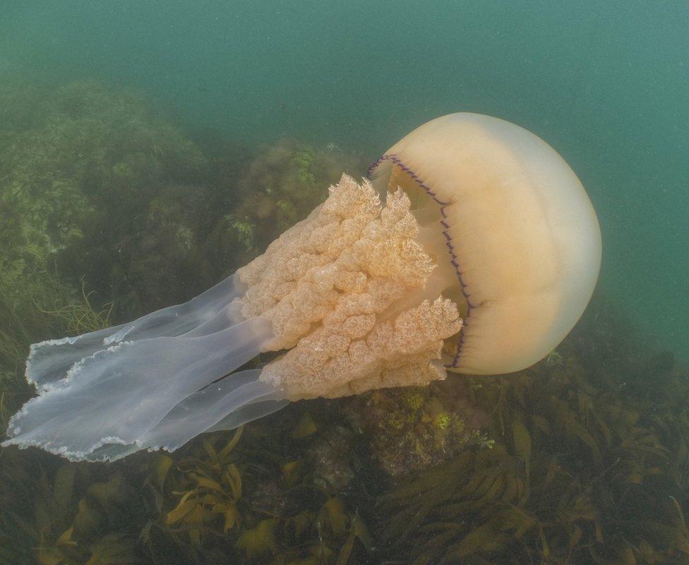 Jellyfish