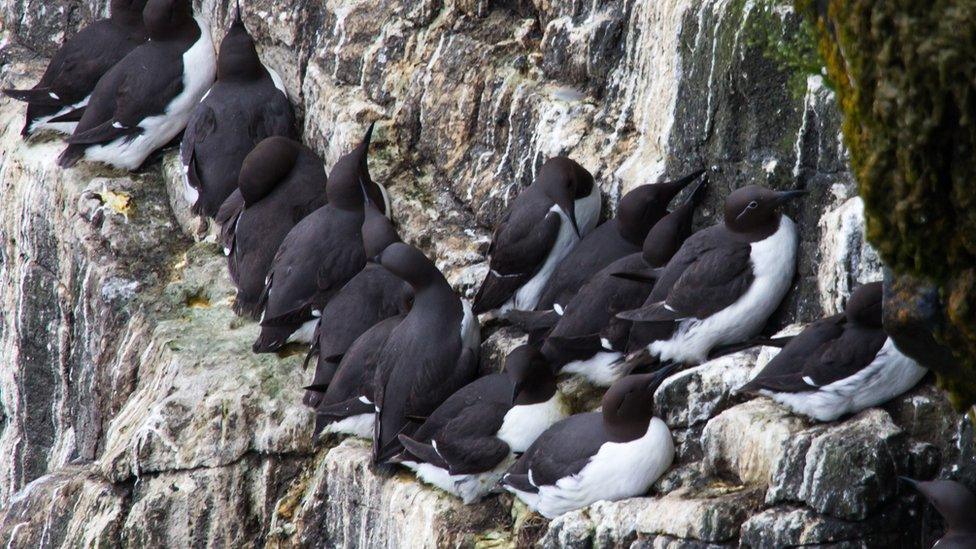 Bridled common guillemot