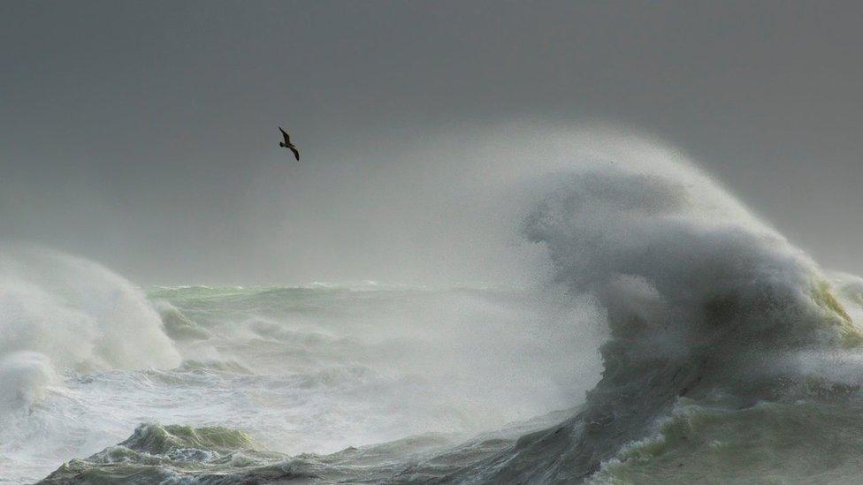 A seagull flies above a big wave