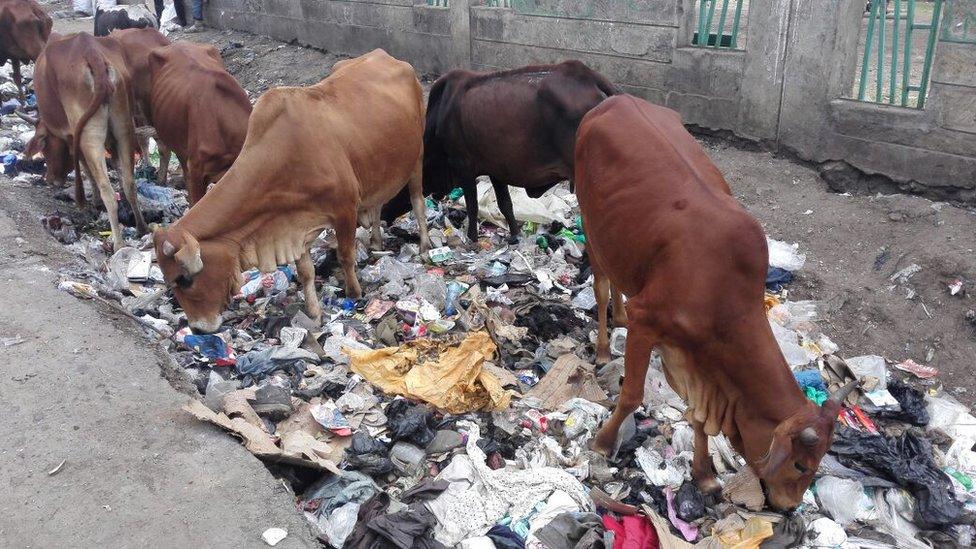 Cows grazing on rubbish