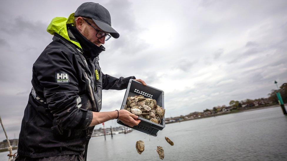 Oysters being dropped into the River Hamble