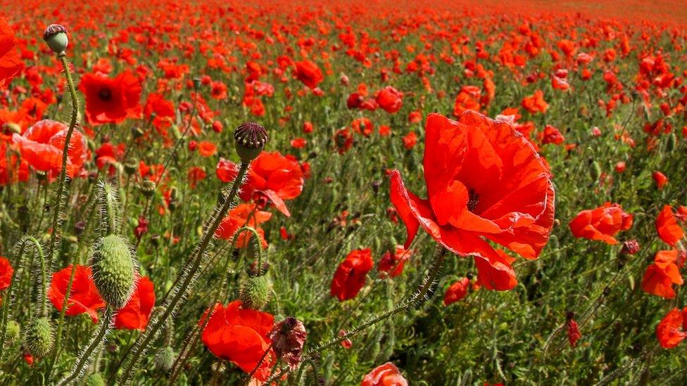 Poppies