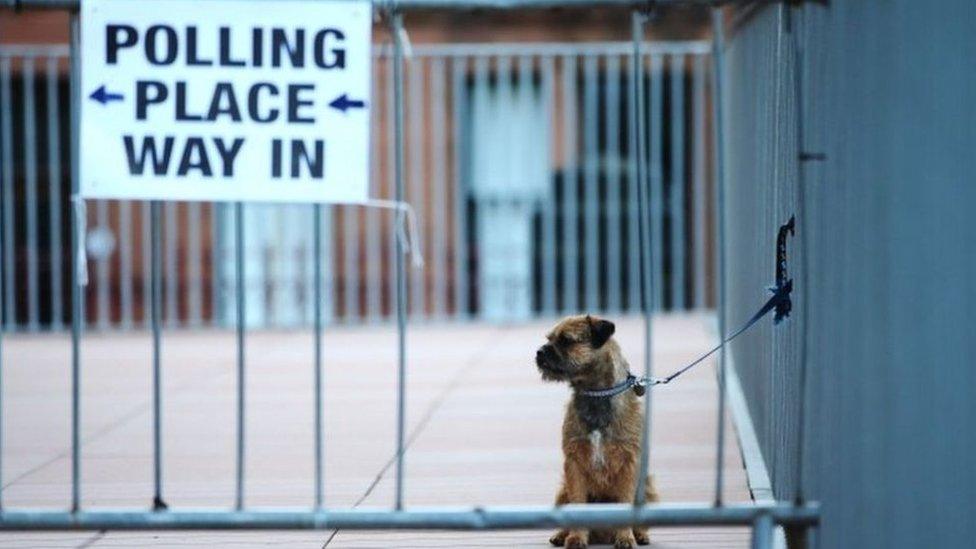 Polling station dog