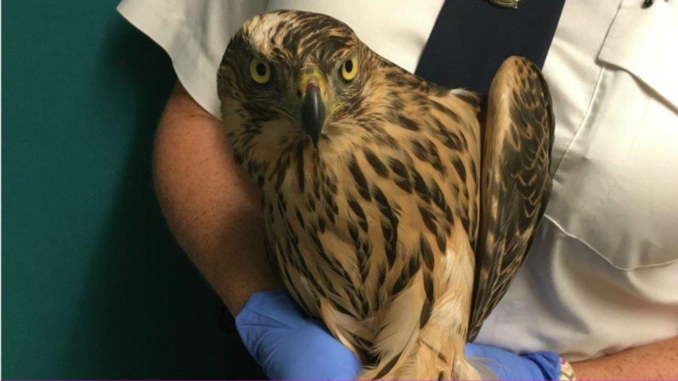 Picture of a goshawk