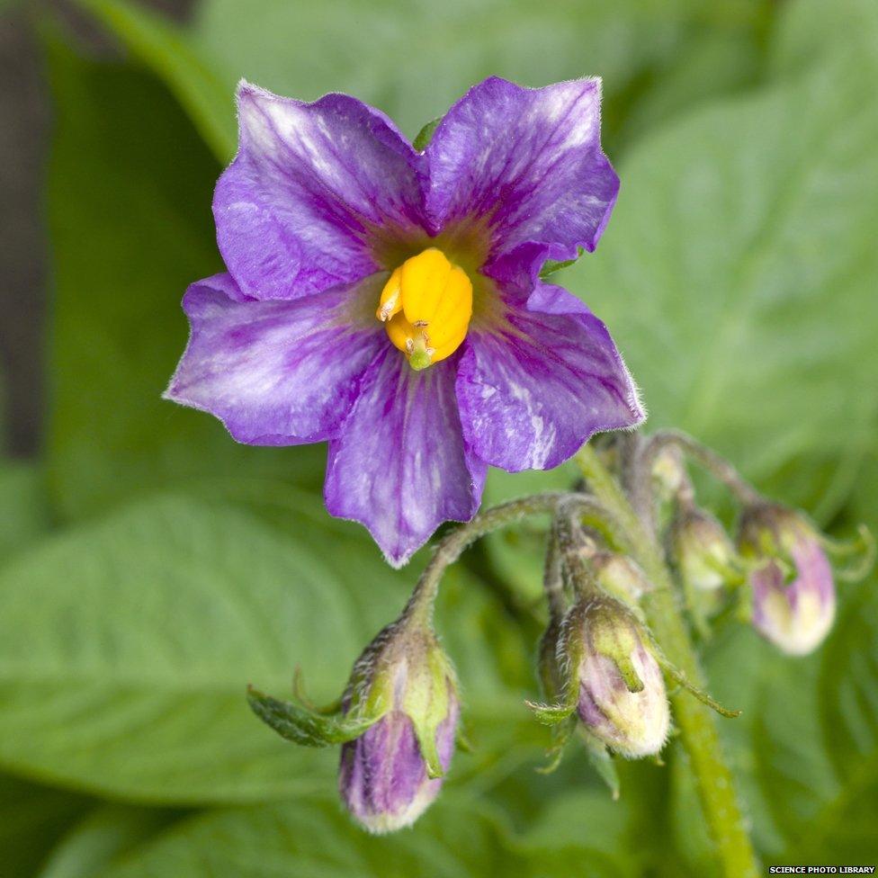 Potato flower