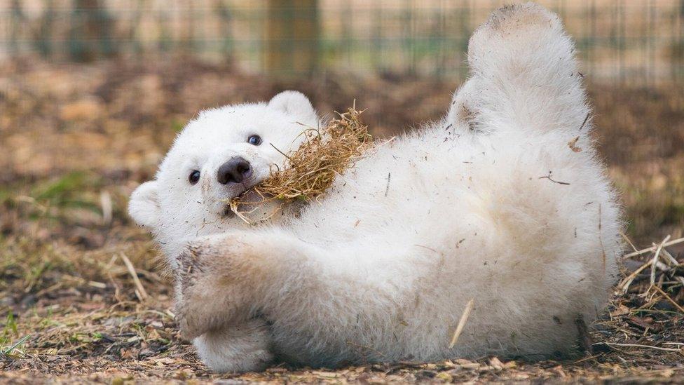 Polar bear cub