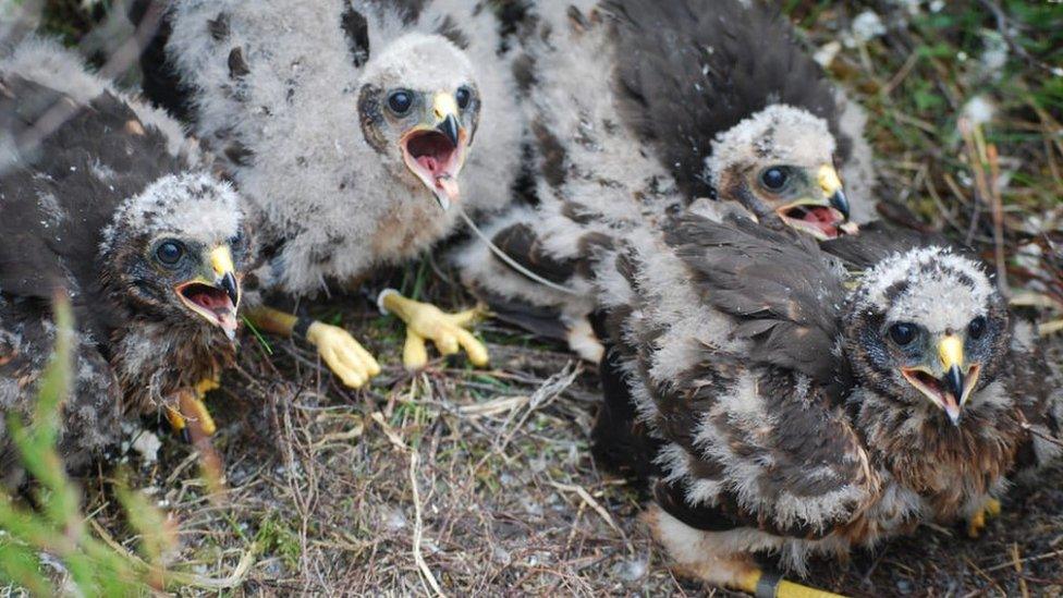 Harriers in nest