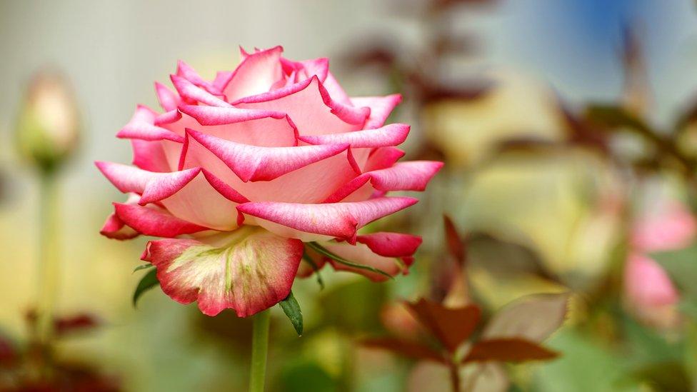 A rose at Royal De Ruiter, Kenya