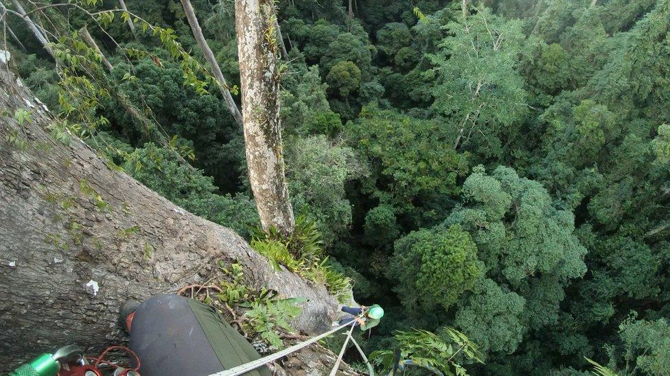 World's tallest tropical tree Menara