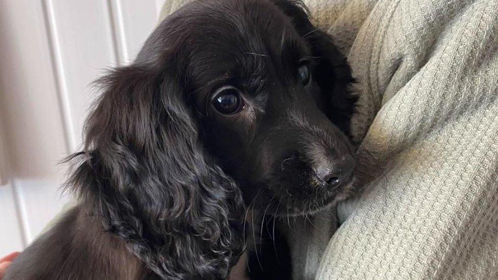 Photo of a dog born with six legs