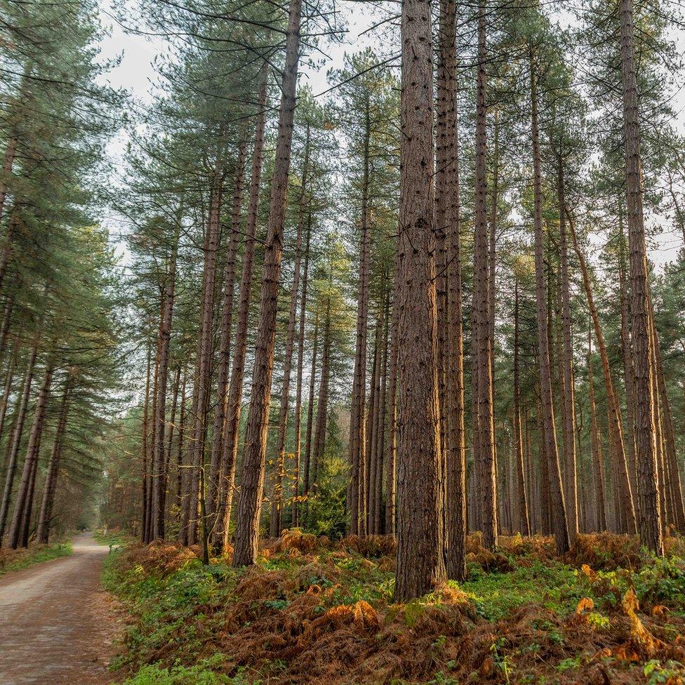 Sherwood Pines Forest Park in Mansfield, Nottinghamshire