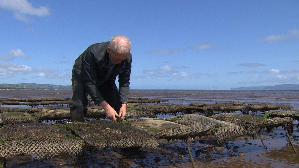 Oyster farmer William Lynch