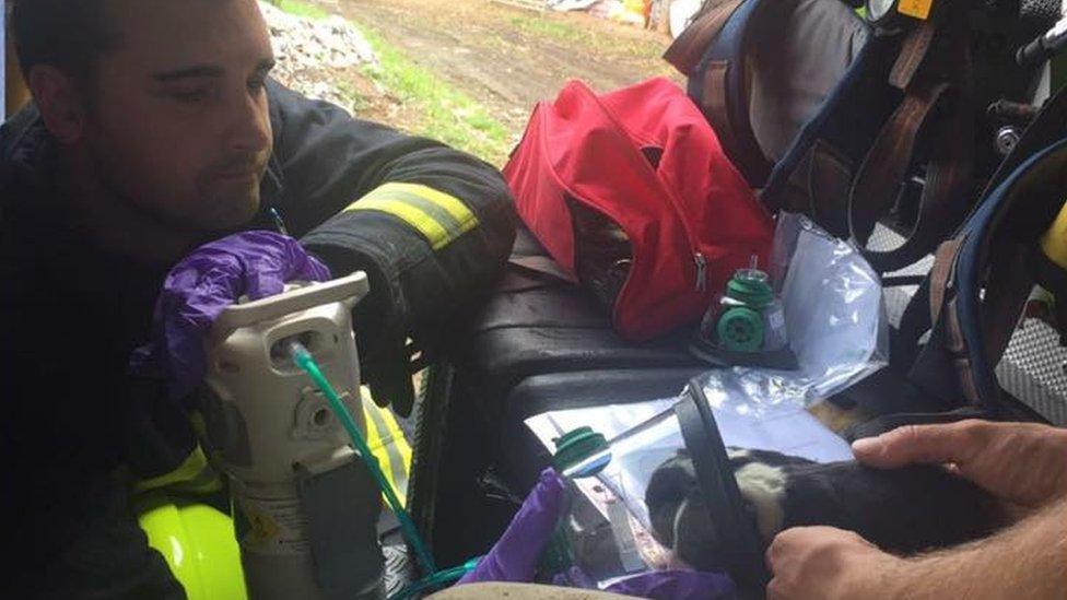 Firefighter helps puppy