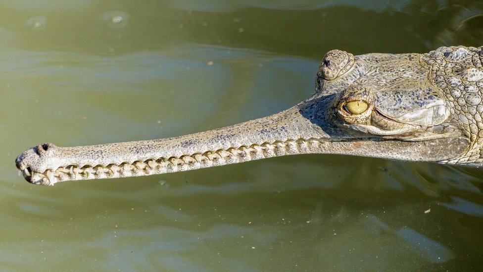 Indian Gharial crocodile