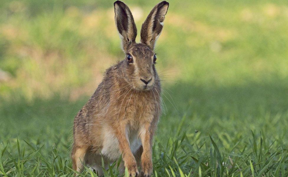 Brown hare