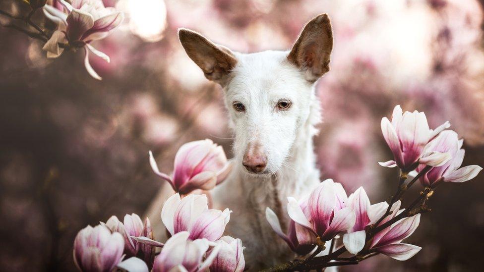 Dog surrounded by flowers