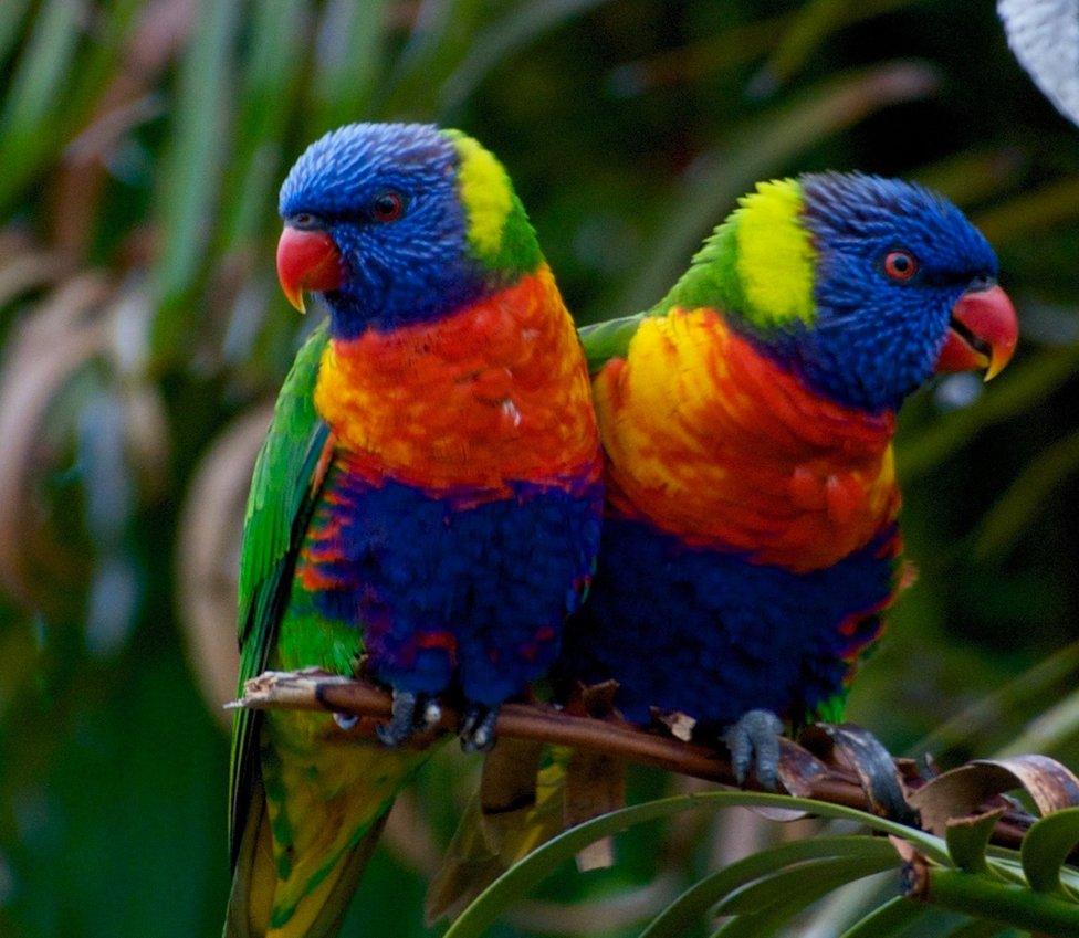 Two colourful birds