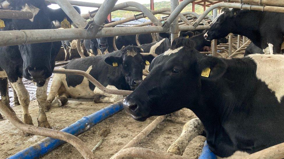 Cattle in a shed