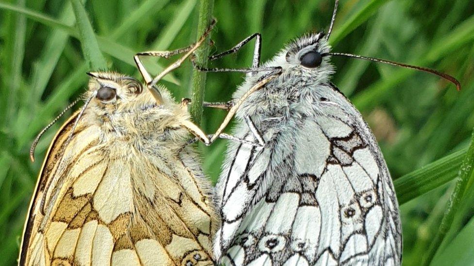 Marbled White and Large Blue