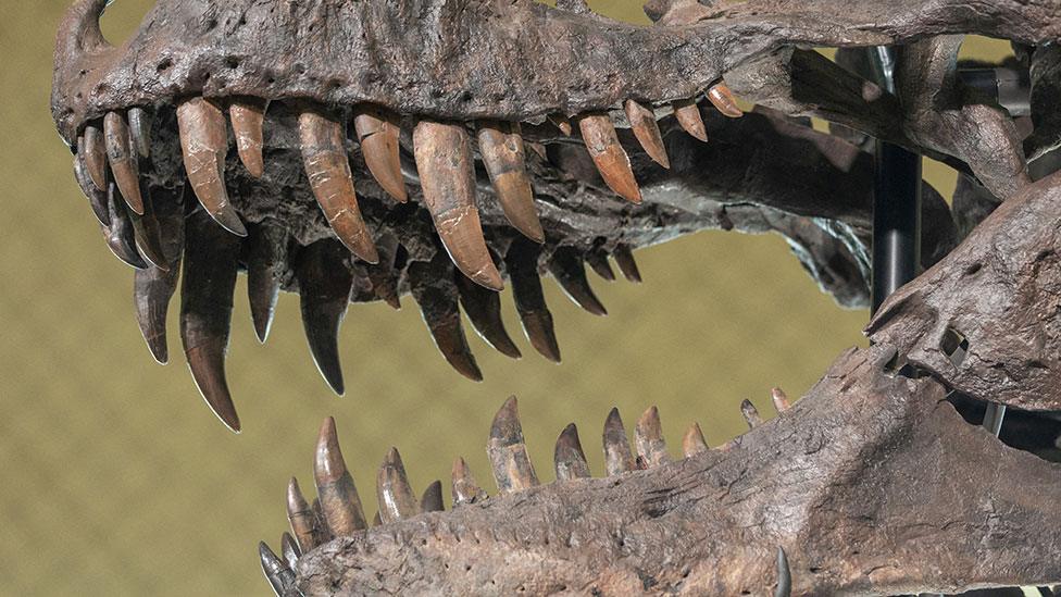 A close up photo of a dinosaur skeleton, showing its sharp teeth