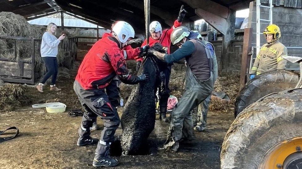 Firefighters lifting a filthy cow out of a hole in the ground using a hoist