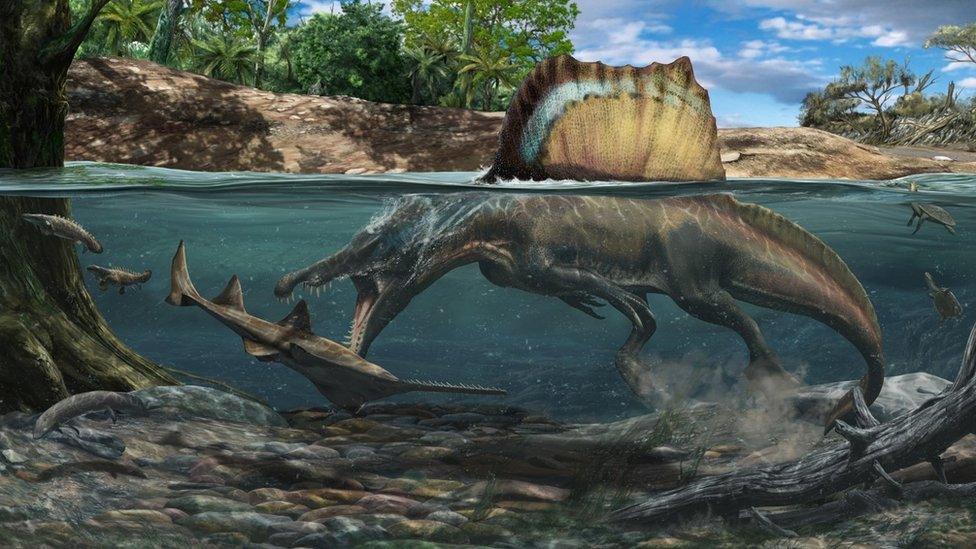 Swimming Spinosaurus