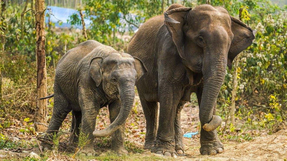 Asian elephant mum and child walking together