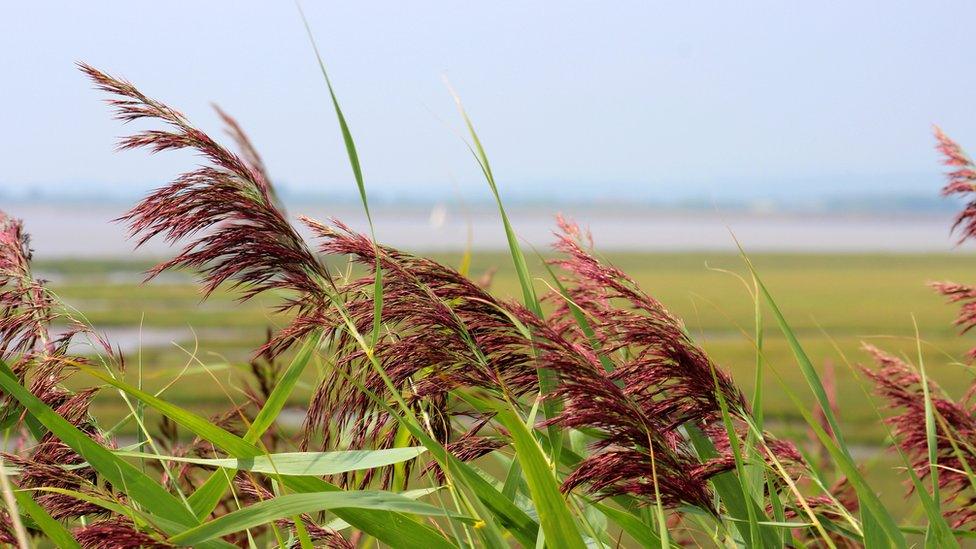 Reeds in the Gwent Levels, a site of scientific interest in Newport