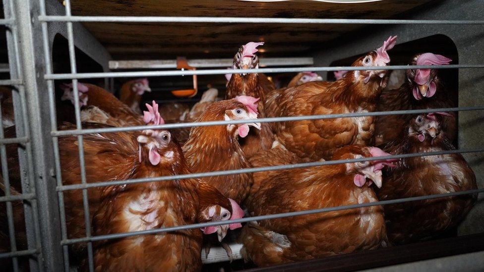 Hens in a cage