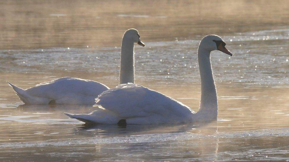 Swans on a frosty lake at Llandrindod Wells in Powys.