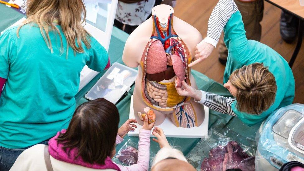 People gathered around a model of a human torso