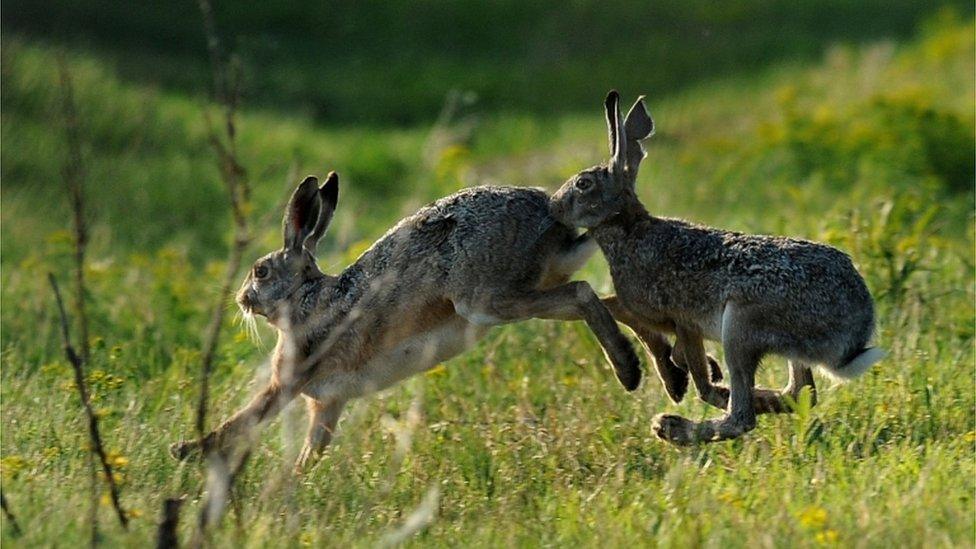 Hares