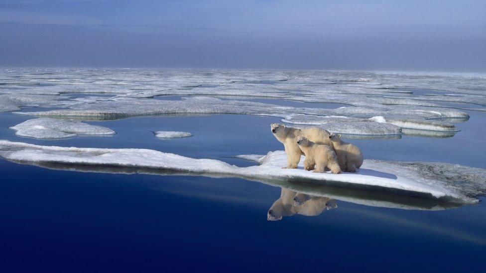 Arctic ocean with ice and polar bears