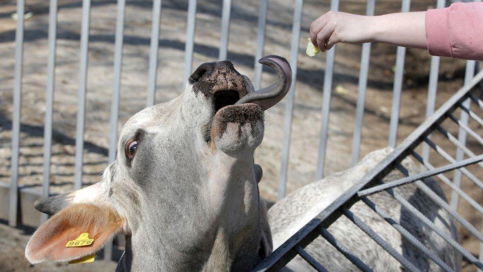 person-feeding-a-cow.